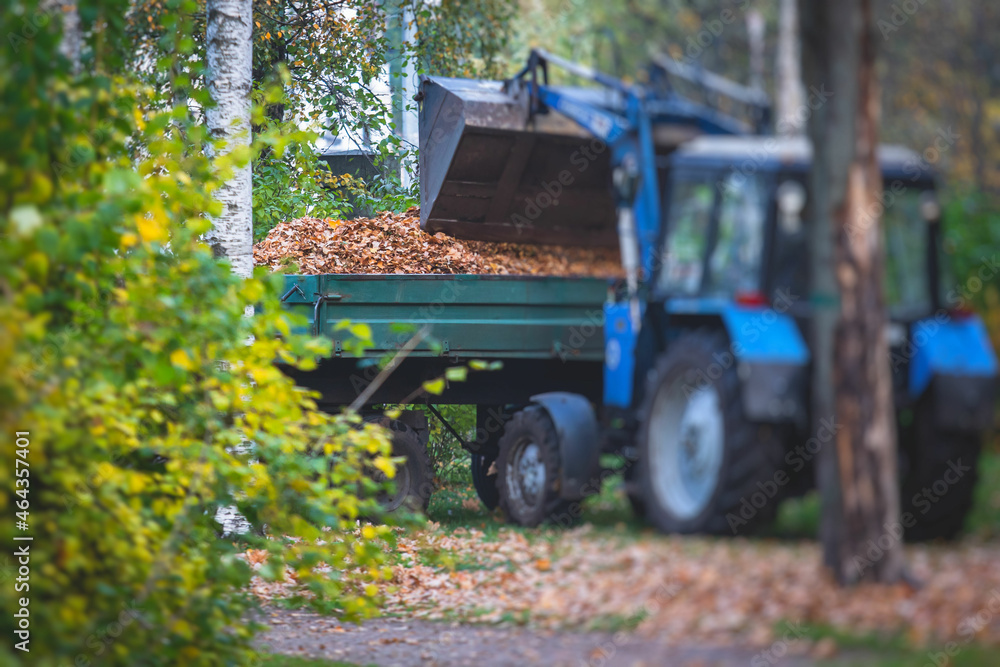 Obraz premium Removing fallen autumn leaves in the park, process of raking and cleaning the area from yellow leaves, regular seasonal work with tractor, garden tools and modern equipment