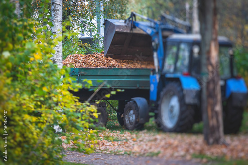 Removing fallen autumn leaves in the park, process of raking and cleaning the area from yellow leaves, regular seasonal work with tractor, garden tools and modern equipment