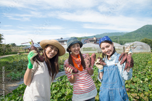 畑でサツマイモを収穫する女性三人