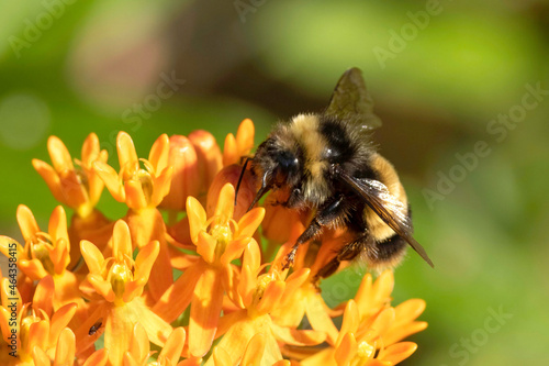 Yellow-banded Bumble Bee nectaring on Butterfly Weed photo