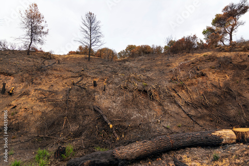 Burned forest in Attica, Greece, after the bushfires at Parnitha Mount and the districts of Varympompi and Tatoi, in early August 2021. photo