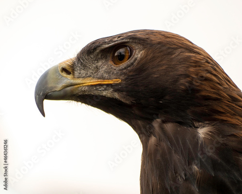 portrait of a golden eagle