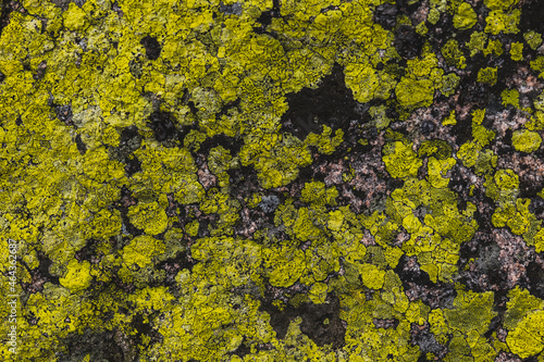 The texture of a stone from the mountains - covered with green and yellow lichens - Karkonosze