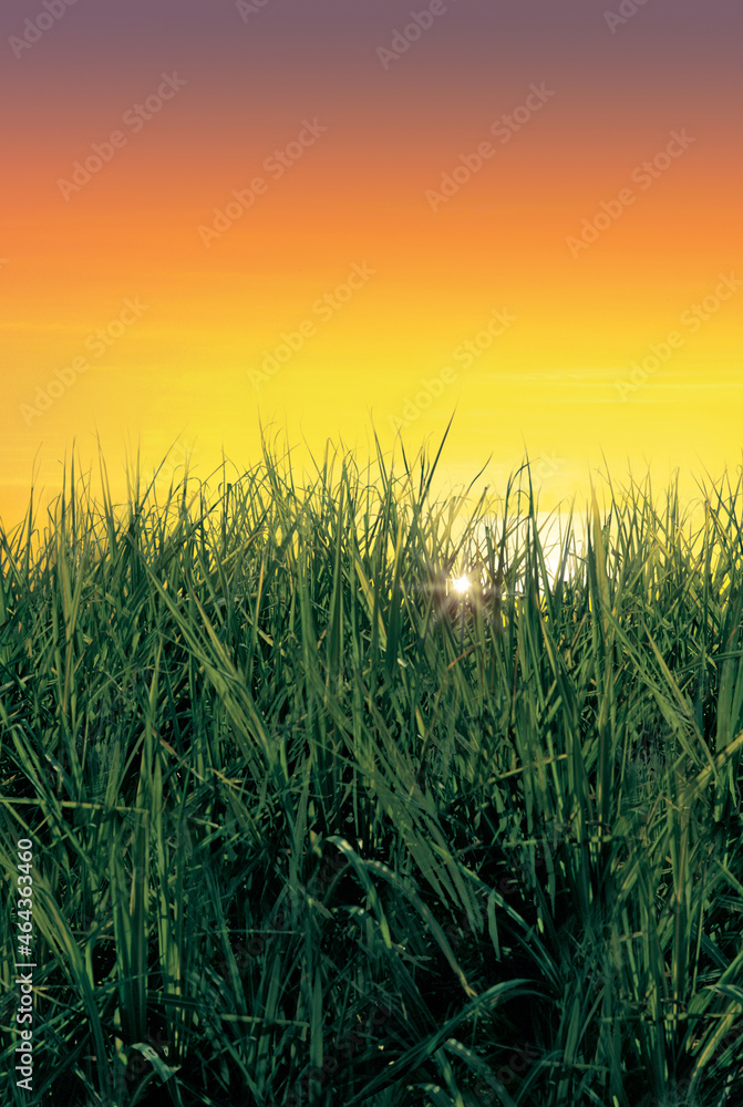 Campos de Cana de Açúcar ao por do sol