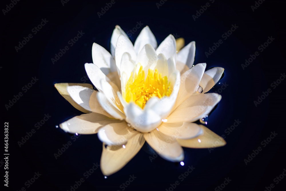 Beautiful close up white water lily isolated on black surface Beautiful close up white water lily isolated on black surface