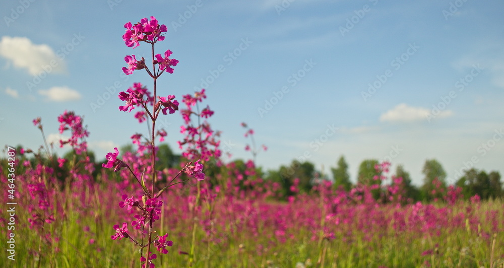 Pink Sticky Catchflys in the meadow in sunny summer day. Pink Sticky Catchflys in the meadow in sunny summer day.