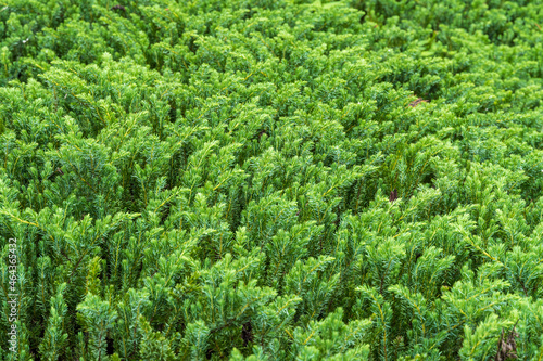 Blue Pacific shore juniper (Juniperus conferta) - Homosassa, Florida, USA