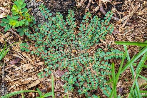 Canvas-taulu Spotted spurge (Euphorbia maculata) - Homosassa, Florida, USA