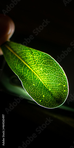 green leaf on black background with iluminated cells
