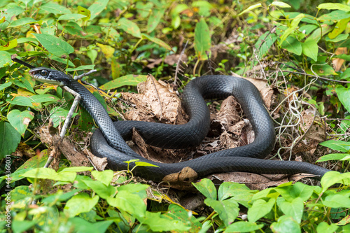 Принти на полотні Southern black racer snake (Coluber constrictor priapus) lying on a bush - Dunne