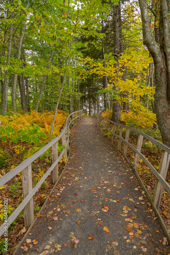 A Path Through the Forest at the Rachel Carson National Wildlife Refuge in Autumn, Kennebunkport, Maine