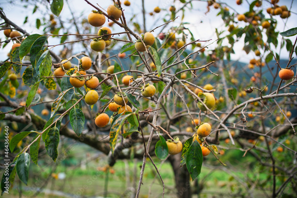 Kyoto,Japan - October 7, 2021: Kaki or Japanese persimmon on a tree in Ohara, Kyoto
Kyoto,Japan - October 7, 2021: Kaki or Japanese persimmon on a tree in Ohara, Kyoto