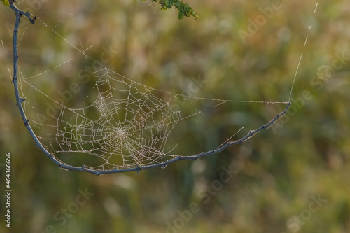 Spider web with dew drops, on a twig. Selective focus, shallow depth of field, copy space.