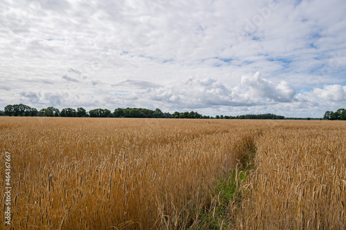 Great golden wheat field at borgfelder w  mmewiesen  biggest nature reserve of bremen