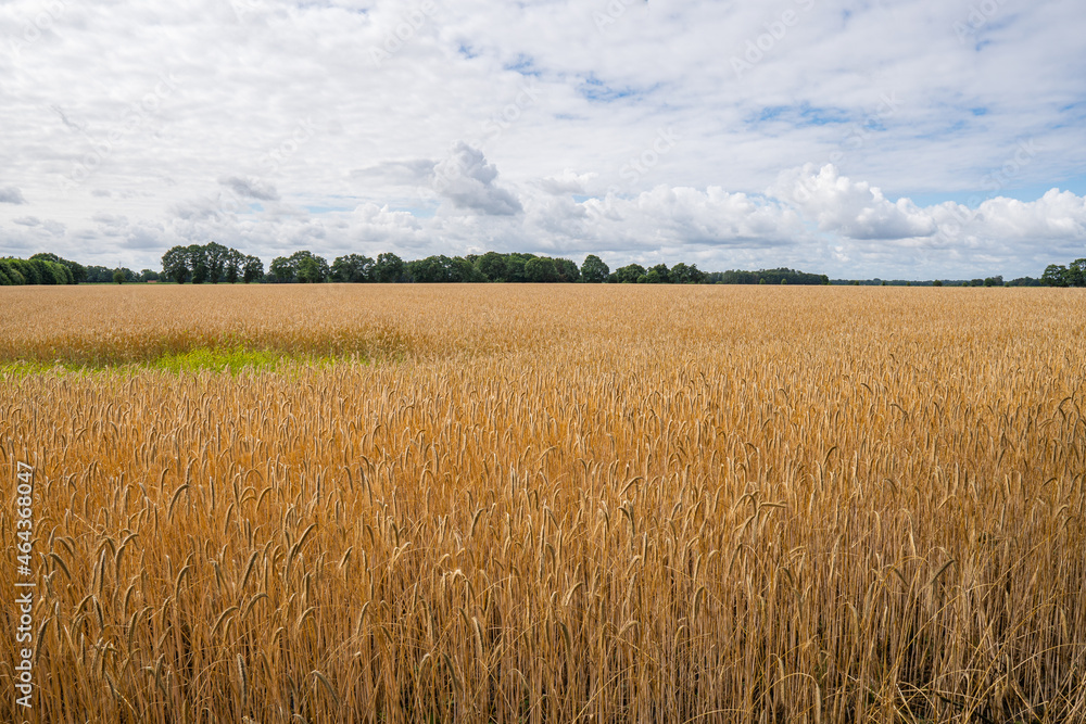 Great golden wheat field at borgfelder wümmewiesen, biggest nature reserve of bremen Great golden wheat field at borgfelder wümmewiesen, biggest nature reserve of bremen
