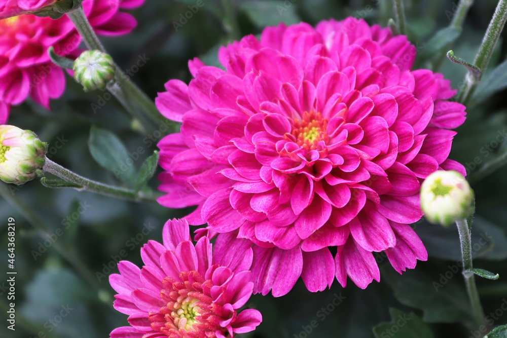 Obraz premium Macro of pink garden mums growing in the fall