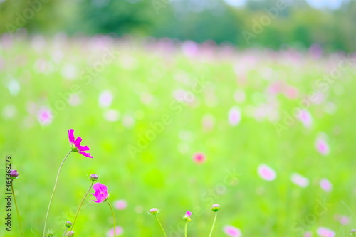 美しいコスモスの花畑 © yao-mi93
