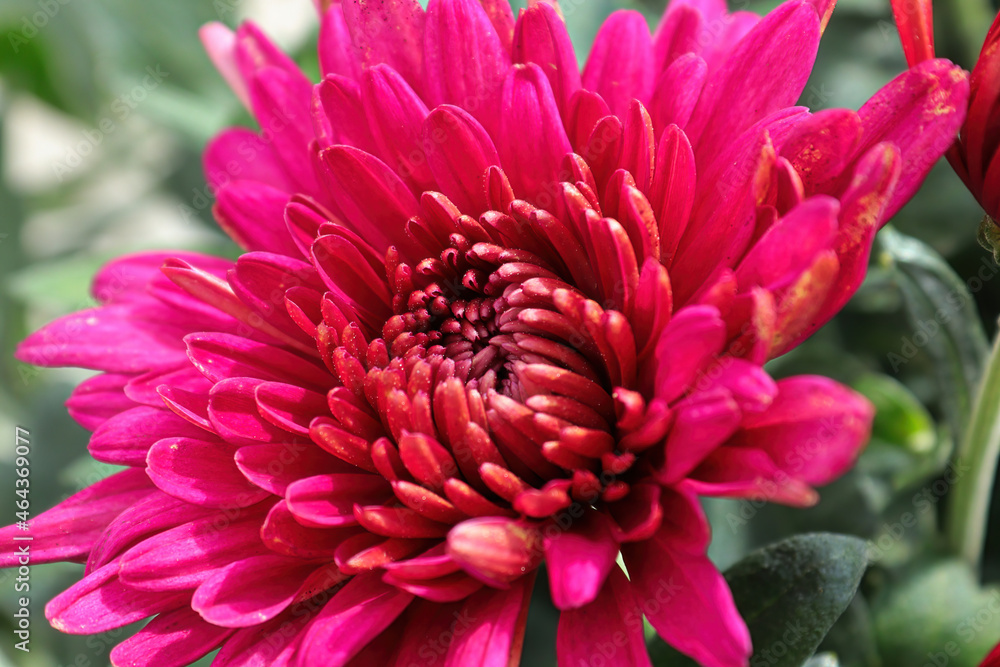 Closeup of various pink garden mums in flower