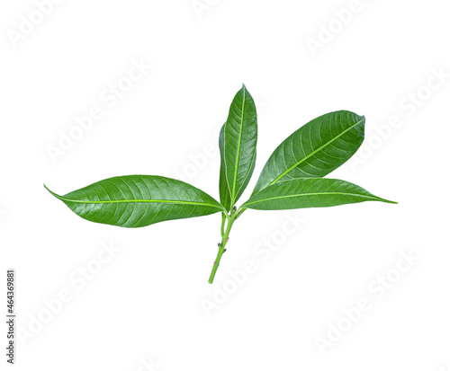 Green tree leaves on white background