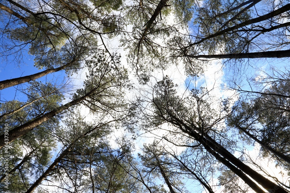 Fototapeta premium Tall trees on a daytime sky