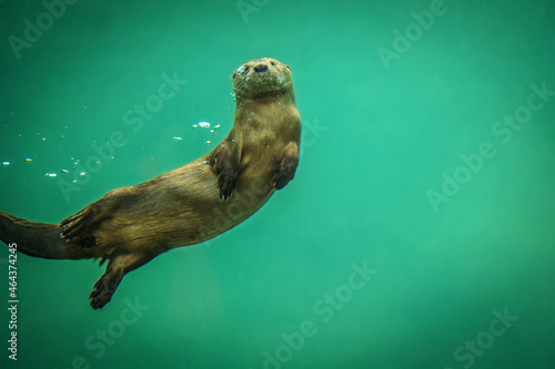 Schilderij op canvas nutria sonriente