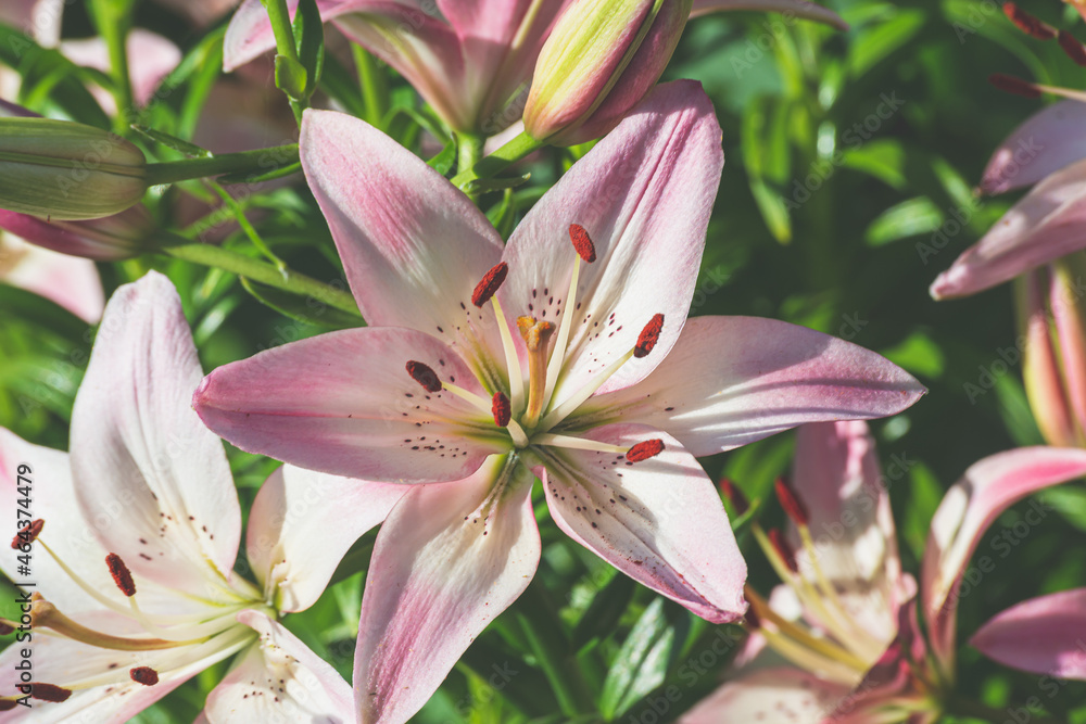 Fototapeta premium Flowers in the city flowerbed.