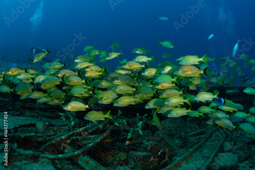 Fototapeta Naklejka Na Ścianę i Meble -  Schooling fish on the Tiegland divesite off the Dutch Caribbean island of Sint Maarten