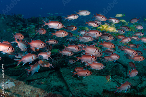 Schooling fish on the Tiegland divesite off the Dutch Caribbean island of Sint Maarten photo