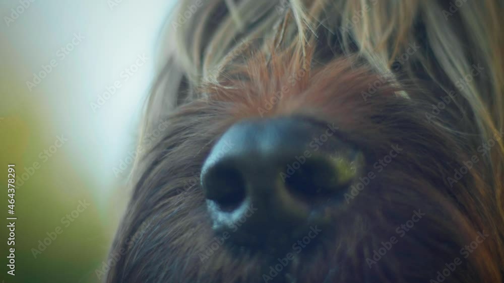 4K slow motion macro shot of a dog's nose. 4K slow motion macro shot of a dog's nose.
