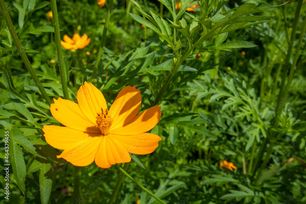 yellow starburst flowers Bright in a garden in Thailand yellow starburst flowers Bright in a garden in Thailand