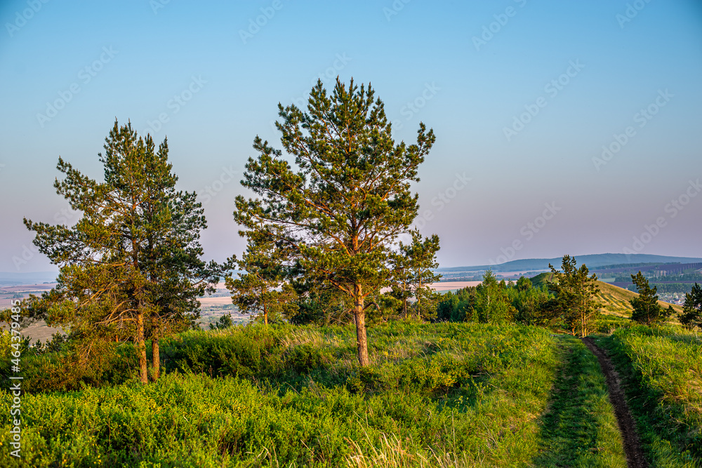 Fototapeta premium Two trees and a road through the grass.
