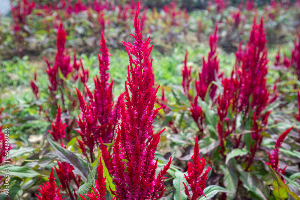 red cockscomb flower In a garden in Thailan red cockscomb flower In a garden in Thailan