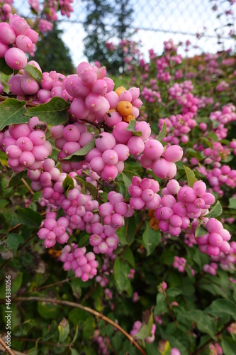 The coralberry is a great shrub for native woodland gardens, where it will do well if grown under trees.