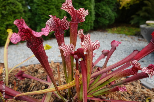 Sarracenia leucophylla, also known as the crimson pitcherplant, purple trumpet-leaf or white pitcherplant, is a carnivorous plant in the genus Sarracenia. photo