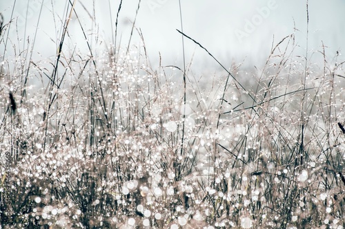 Fields of Dew