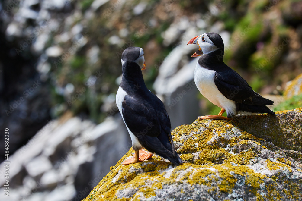 Fototapeta premium puffin birds on the Saltee Islands in Ireland, Fratercula arctica