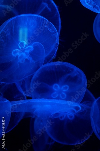 Jellyfish close-up. Jellyfish on a dark background. Blue. 