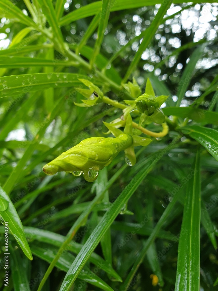 green lizard on a leaf green lizard on a leaf