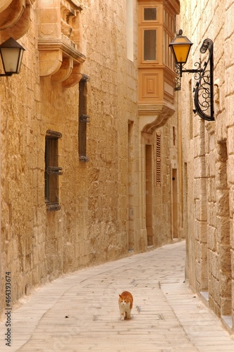Cat living in L-Imdina, Malta
