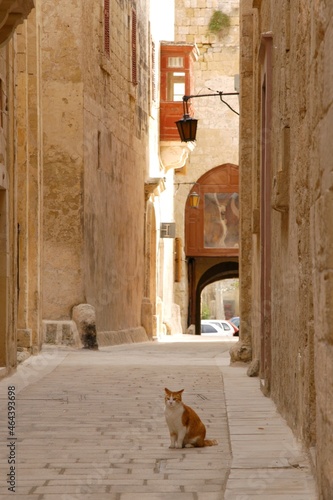 Cat living in L-Imdina, Malta photo