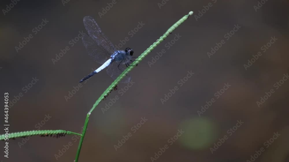 Seen perched on a blade of a grass moving with the wind, flies backwards and returns, Pond Adjutant, Aethriamanta gracilis, Thailand. Seen perched on a blade of a grass moving with the wind, flies backwards and returns, Pond Adjutant, Aethriamanta gracilis, Thailand.