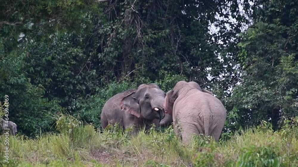 Seen facing each other testing their limits, raising trunks and tusks to clash head on, Indian Elephant, Elephas maximus indicus, Thailand. Seen facing each other testing their limits, raising trunks and tusks to clash head on, Indian Elephant, Elephas maximus indicus, Thailand.