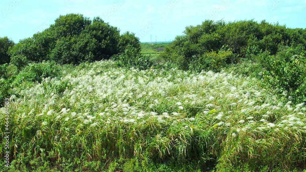 秋の江戸川土手から見る風に吹かれる荻のある河川敷風景 秋の江戸川土手から見る風に吹かれる荻のある河川敷風景