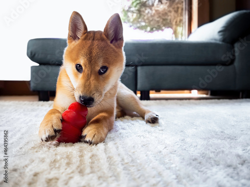 Cute Japanese purebred Shiba inu dog playing with red toy lying on a floor in door at home.Closeup pet looking at camera.