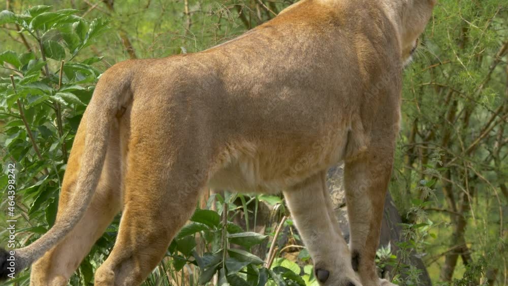 The body of a powerful lion, hunting stance. The body of a powerful lion, hunting stance.