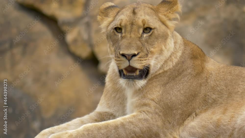 Exhausted lioness breathing heavily from hunting. Exhausted lioness breathing heavily from hunting.