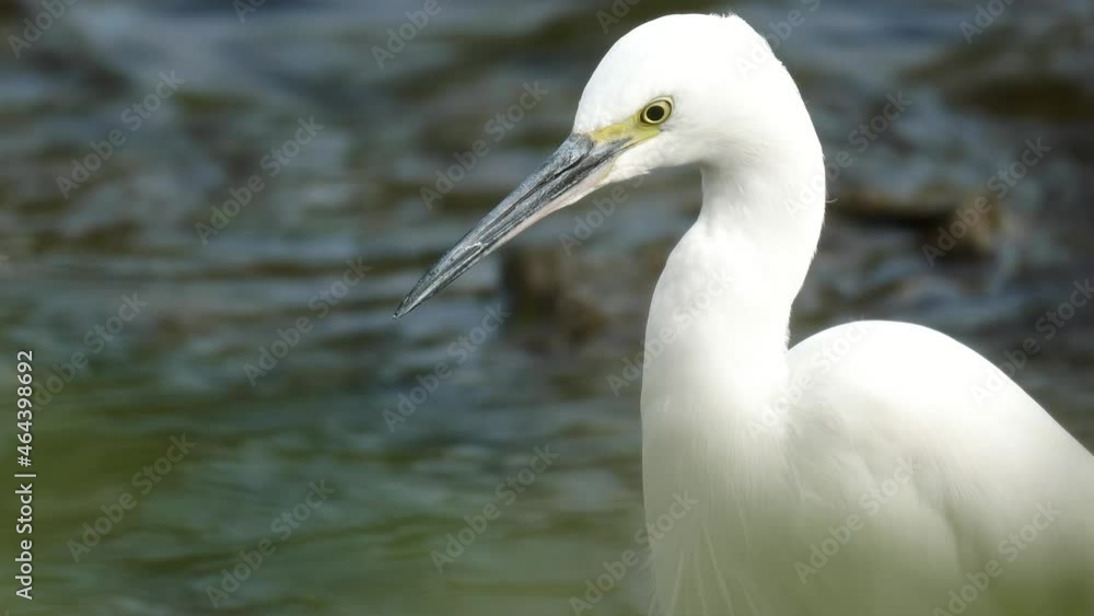 Closeup Portrait Of A Little Egret (Egretta Garzetta) On Freshwater Stream Hunting For Food. Closeup Portrait Of A Little Egret (Egretta Garzetta) On Freshwater Stream Hunting For Food.