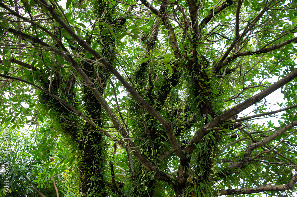 Fototapeta premium A large tree with many epiphytic plants such as orchids, ferns, mosses, lichens, etc.