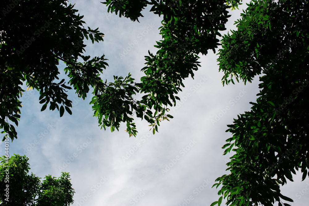 Fototapeta premium leaves with clouds and sky background