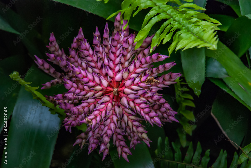 Beautiful red and white flowers full bloom grown in a botanic garden Beautiful red and white flowers full bloom grown in a botanic garden